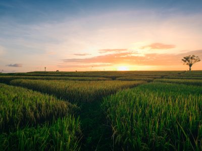 A beautiful view of the green fields at the sunrise captured in Canggu Bali